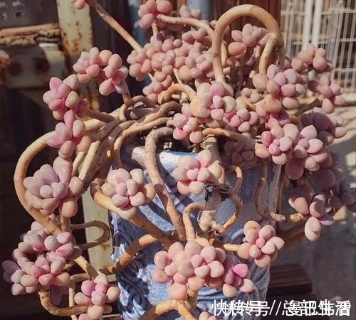 10款紫色系多肉，每一款都浪漫好养，养一盆“紫气东来”！