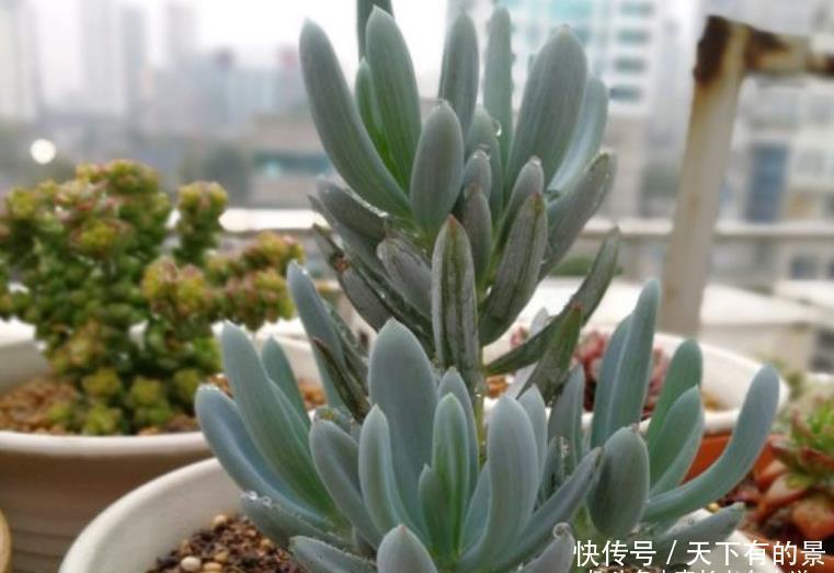 超级皮实,可以直接地栽,养成老桩以后非常有韵味的多肉——蓝松