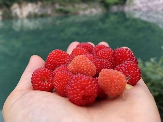 功效|此种野果被称为是“补肾之王”,男女适用,美容养颜还防失眠