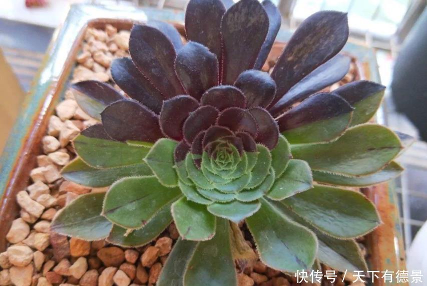 元气大伤|天热多肉不长个该怎么办?多透气、不施肥,不行就只能换盆土