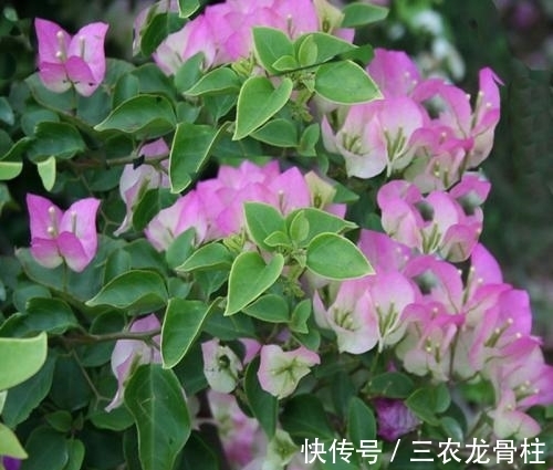 三角梅|三角梅的种植技巧