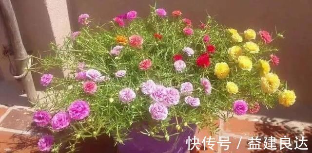 入秋扦插6种花,7天就生大白根,告别黑腐烂,花开量大