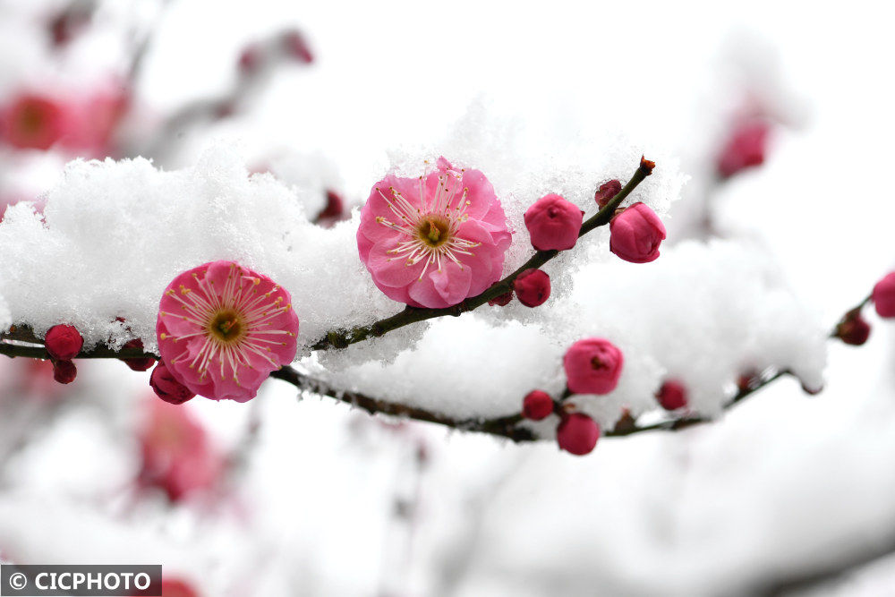 春色|腊雪寻梅觅春色