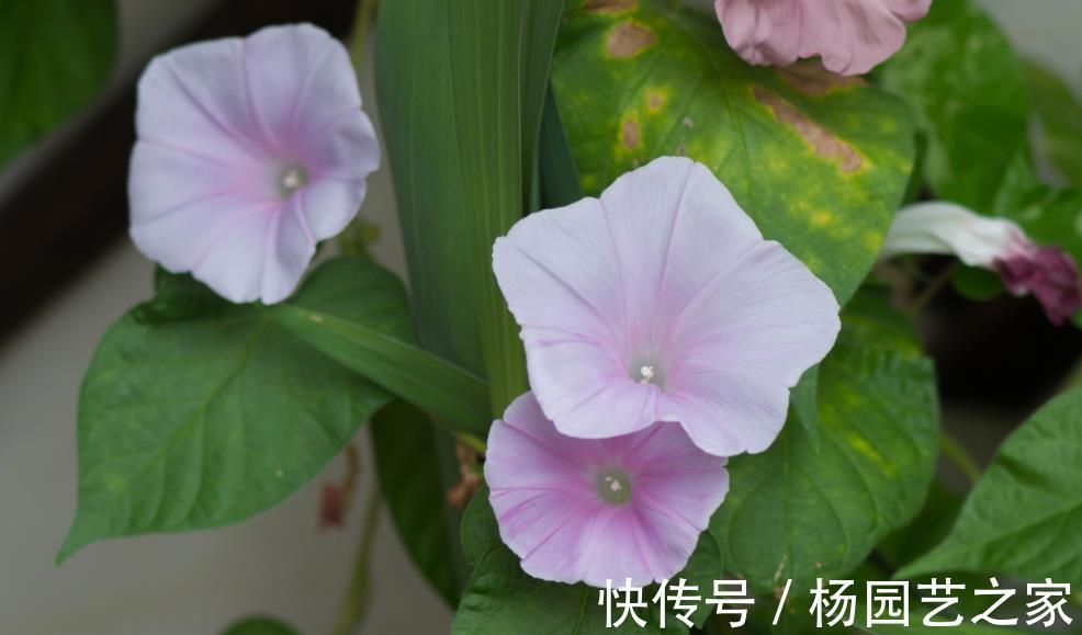 花期|6种花好养还好看，不仅名字好听，而且还能给你带来好运