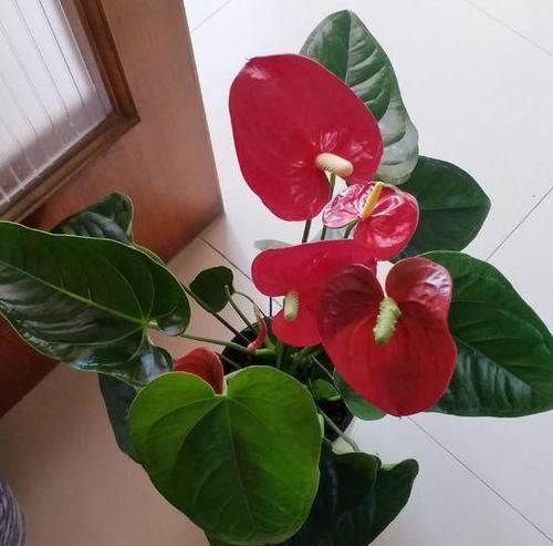  户外养护|有钱人都喜欢这三种花，好运接连一整年！早看早知道！