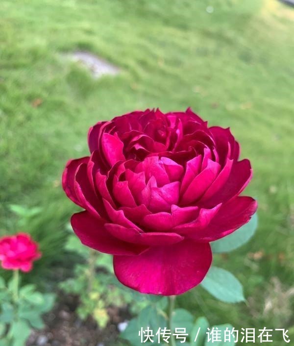 月季花|八种以“香”闻名的月季花,花开一朵,满屋子香气,养护也简单!