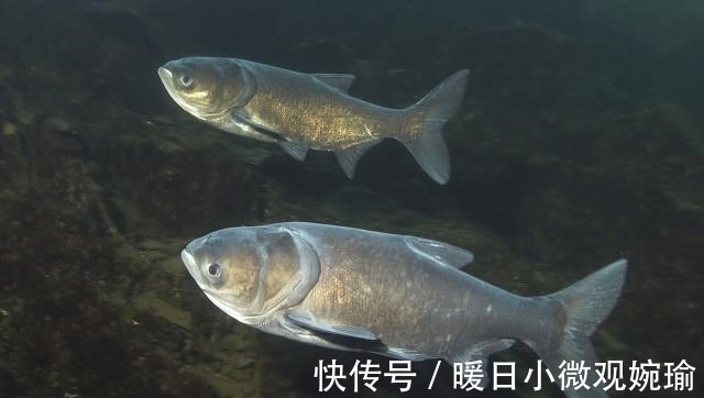 手杆|手杆钓鲢鳙有技巧,掌握好这5点,这个夏天过足瘾