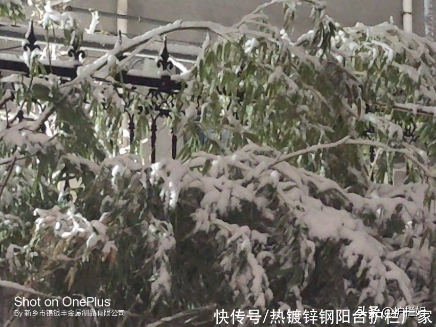 护栏姐：雪花纷飞，梅花香自苦寒来，红梅白雪共迎春