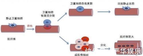 肌肉|为什么撸铁这类锻炼才能有效增肌?增肌的原理是什么?