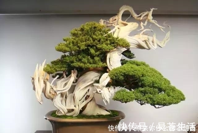 盆栽|世界上又一奢侈品《盆栽》一盆就是一座房子！