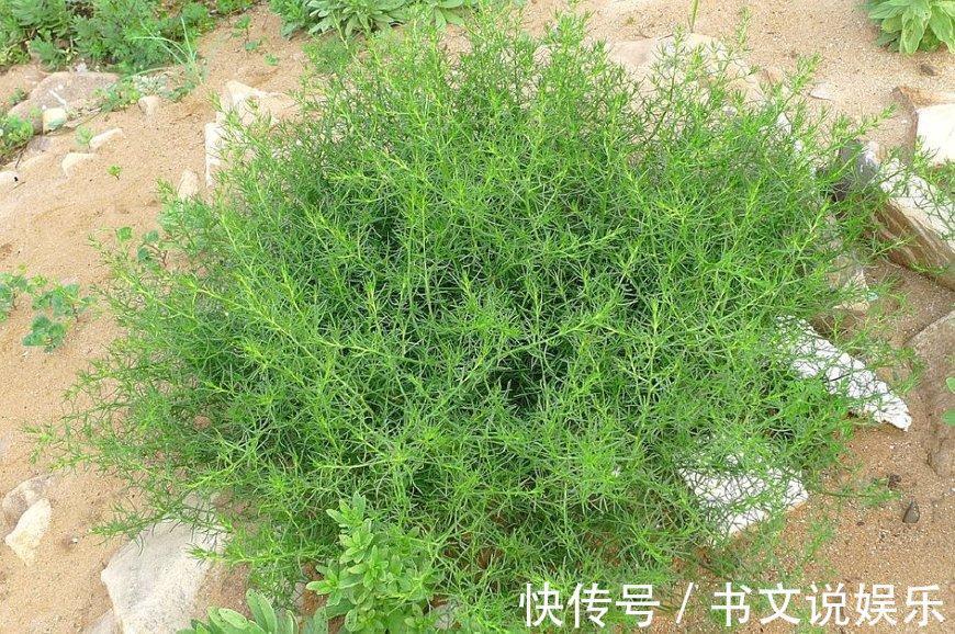 价值|这野草全身是“毛”,假如你见到,可别轻视或除掉,价值很高