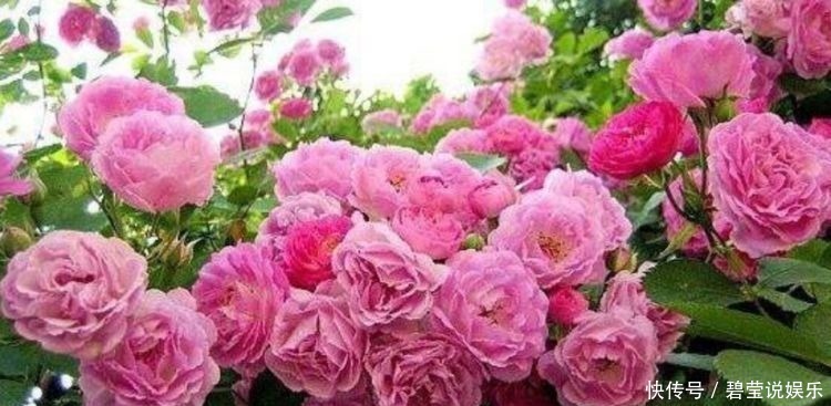 家里|家里养此款花卉,便宜又好养,惊艳如花球,真是太美了