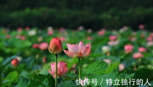 小扇|小扇引微凉，悠悠夏日长——古诗词里的夏日好时光，美翻了