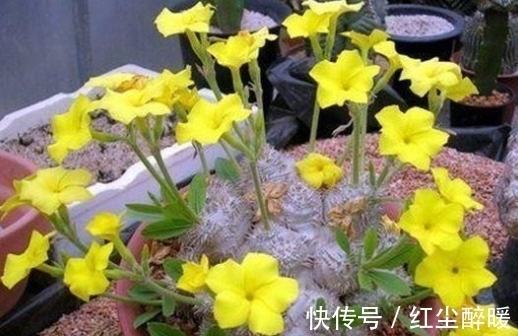 市场价格|这些老贵老贵的多肉，你认识吗，你家有吗