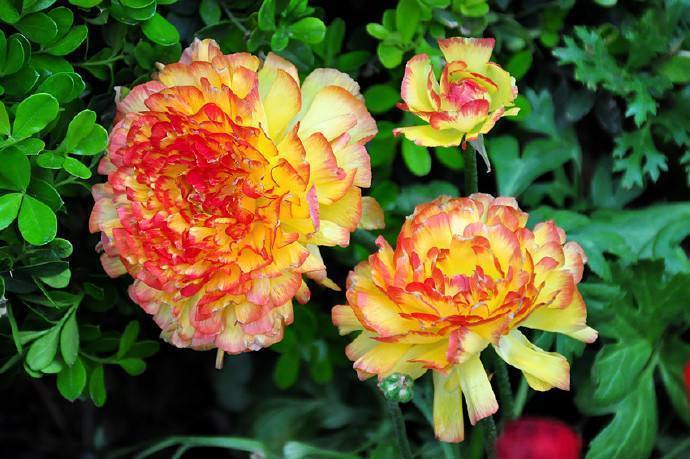 牡丹|此花开花漂亮胜过牡丹,叶片却像芹菜叶子,好养易活,多年开花