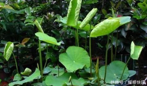 养盆栽睡莲、碗莲,一个小技巧,叶子蹭蹭长满盆,一次开10朵