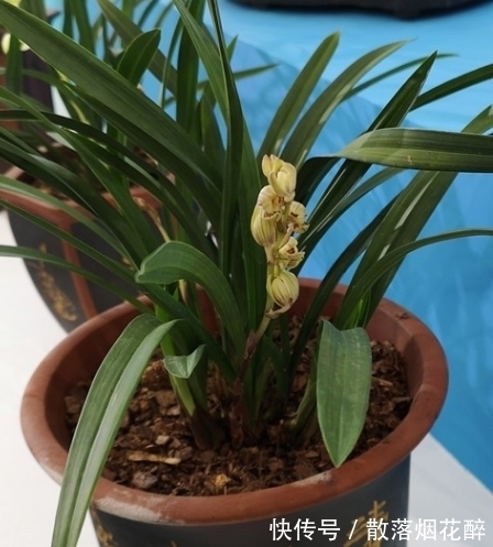 10大兰花品种,你见过几个