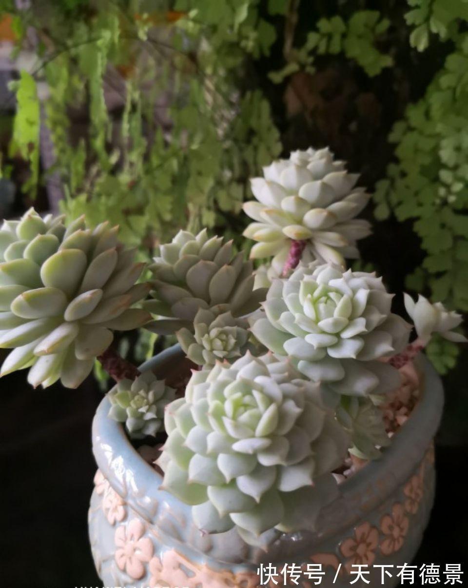 多肉狠心剃个头,呼呼长满小肉芽,20天就爆盆