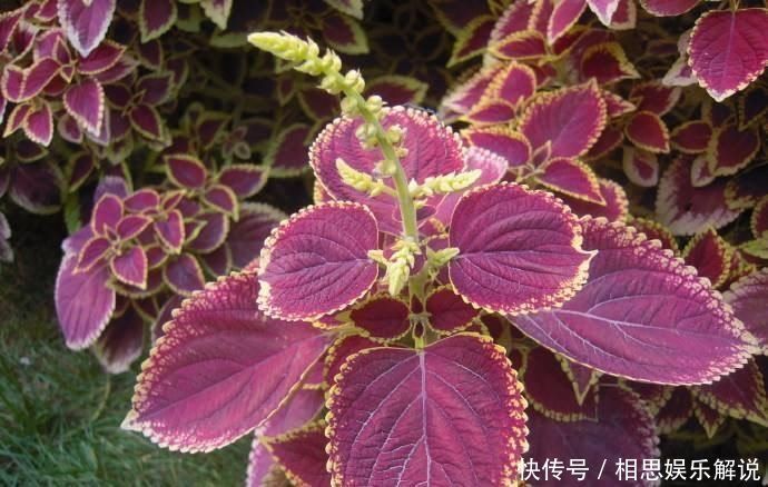 株形|这6种花,要经常“摘心”,分枝多开花多,株形更丰满