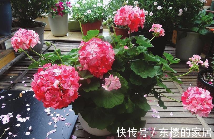 花卉|植物天热休眠,当多关注这4个问题,确保每一株都能平安度夏