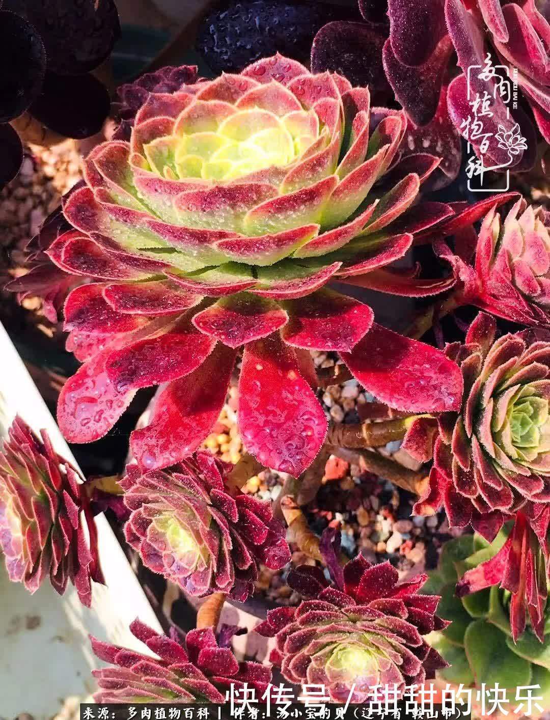 蚧壳虫|远嫁他乡,多肉是我孤寂时最美的陪伴!