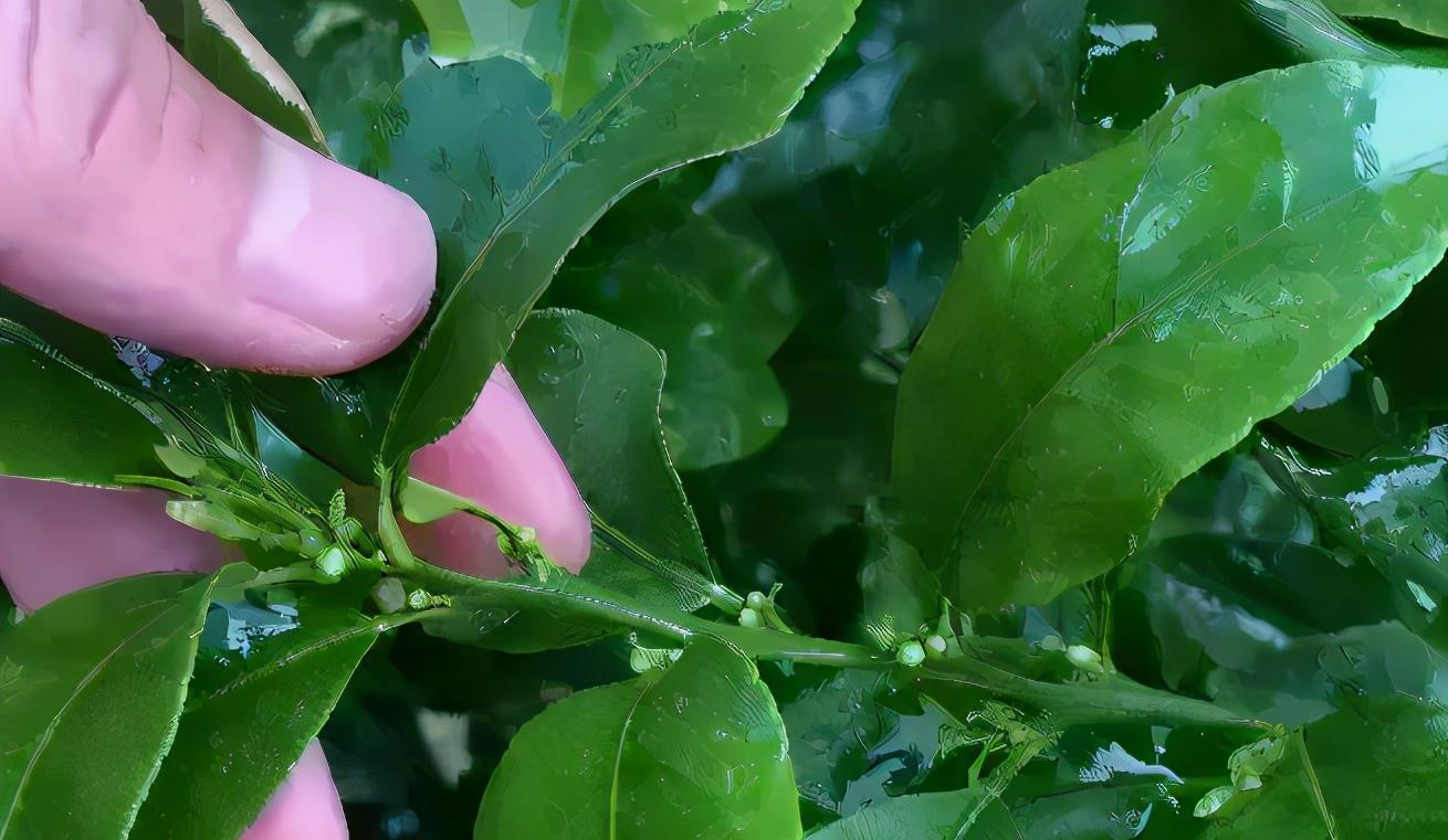 喷洒|怎么用“催花神器”磷酸二氢钾?