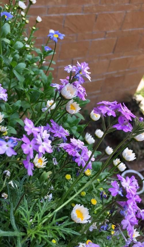 30㎡阳台改造的植物花园，网友直呼：这是我见过最美的阳台花园