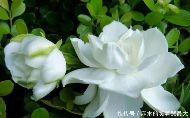 公认难养的6种花,新手慎买,养不活还浪费钱!
