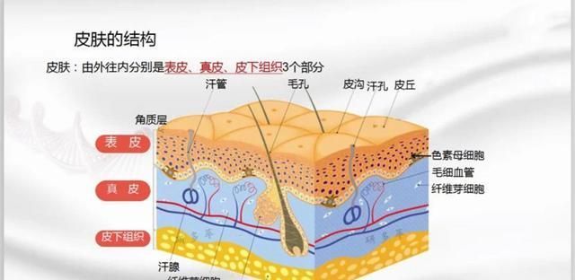 敏感|判断你是不是“敏感肌”？看脸上这几个地方，很简单就能看出来！