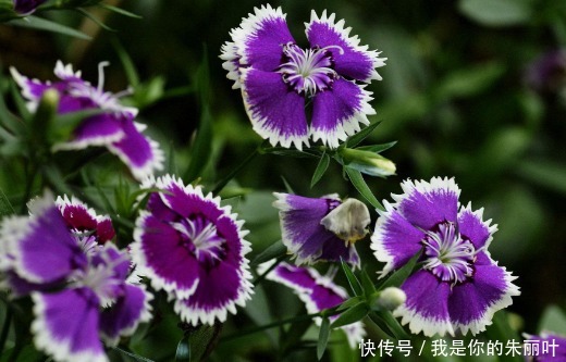 养花太操心这4款“皮实”的花，花开一茬接一茬，花朵烂漫迷人