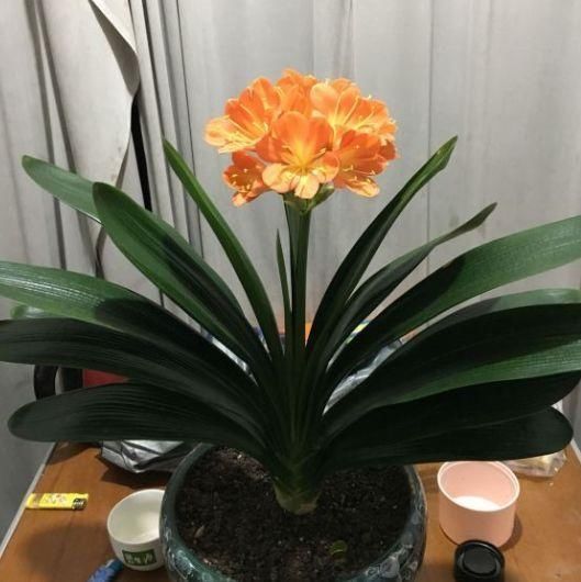 新手养君子兰,度夏注意4件事,不再烂根烂叶,安稳过夏天