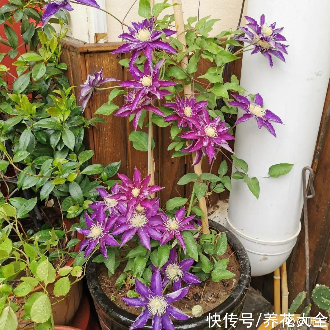 7种花冬天会假死，叶子掉光不要扔，明年还能大爆花