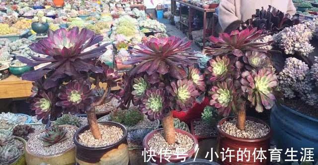 不受冬季低温干扰的多肉法师,盆栽该怎么打理?