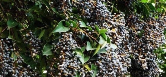 长在山林间的“尿骚树”,老农常用其果子饲喂公羊,效果妙不可言