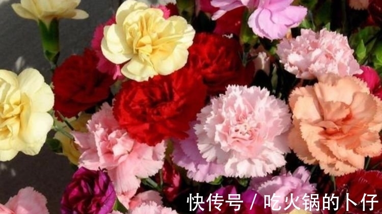 谁见了都喜欢的3种花,家里养一盆,满屋飘香,你养了吗