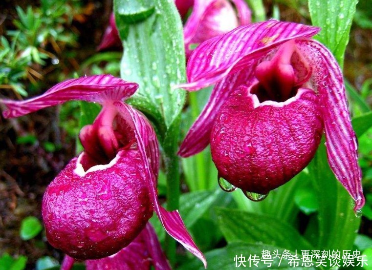 此花叶片姿态高雅 别致的花姿具有着奇特的美感 寓意为无邪之花 粉紫色 此花叶片姿态高雅 别致的花姿具有着奇特的美感 寓意为无邪之花 粉紫色