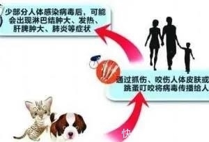 宠物|孩子头上长猫藓怎么办？