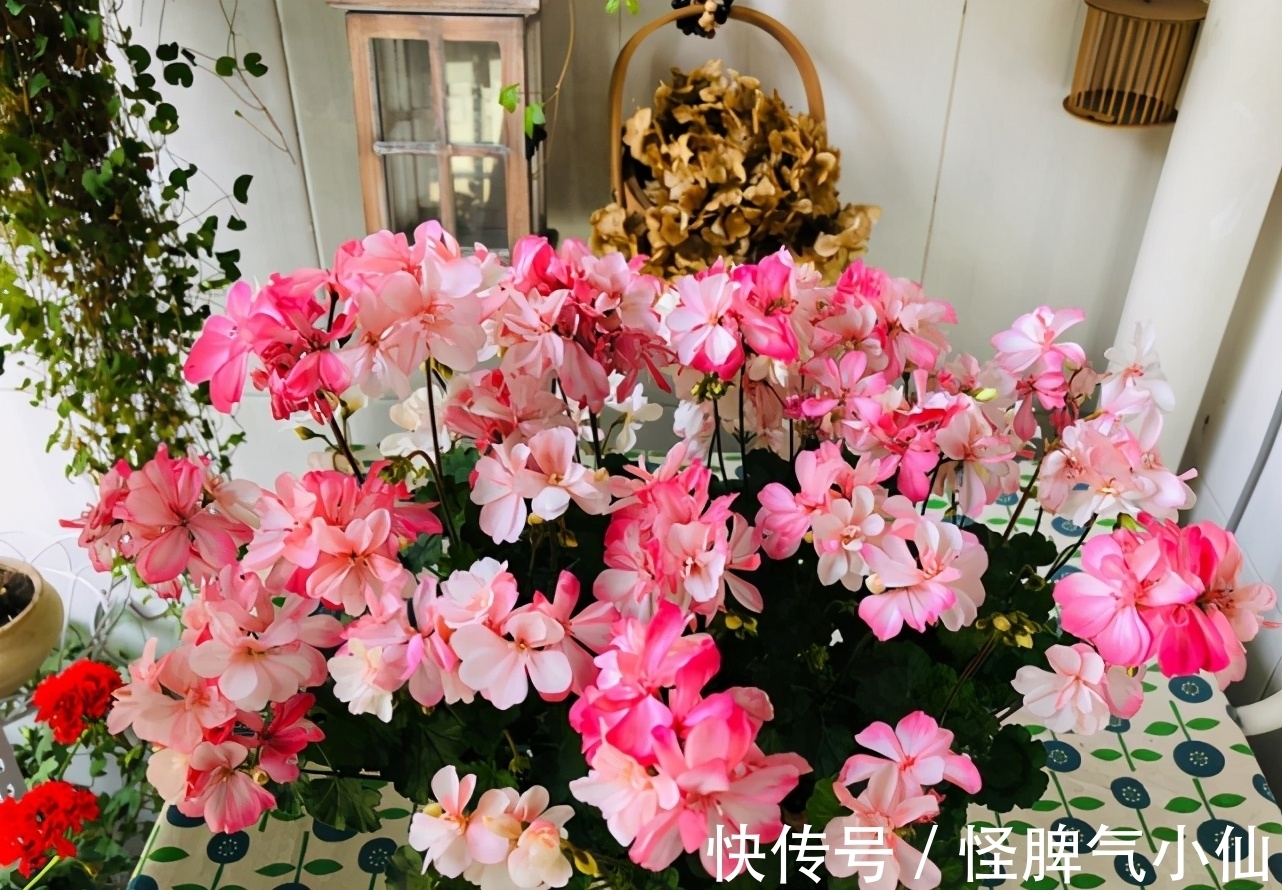 新芽|开花万人迷,做到4点,花儿拥挤刹不住