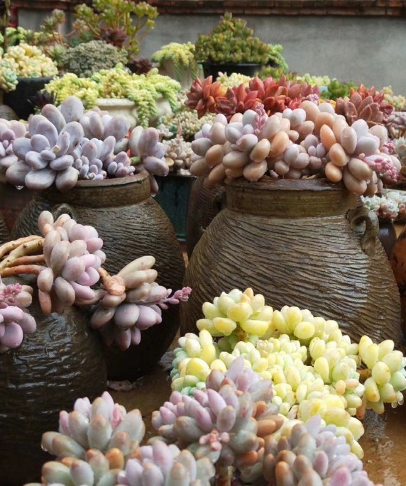 十多年前的老坛子,收集起来打孔改造,用来种多肉可不是一般的美