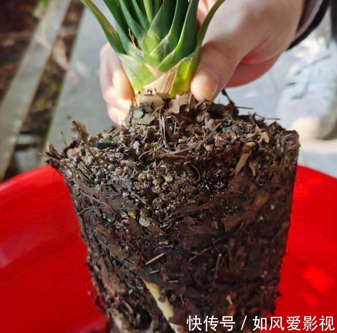 养护|老大爷养君子兰,整整10年,仅靠4种窍门,从幼苗养成富贵花