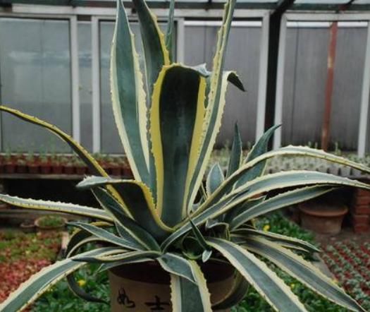 嫌每天浇水繁琐,就去养“4种植物”,环境越“旱”长得越旺