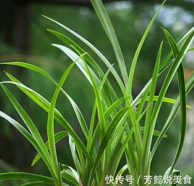 给兰花上盆,种深点好还是种浅点好选择对了养好兰花“没毛病”