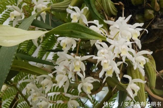 中年|“共同战疫,线上游园”第十期——“宅”在展览温室二中的花儿们!