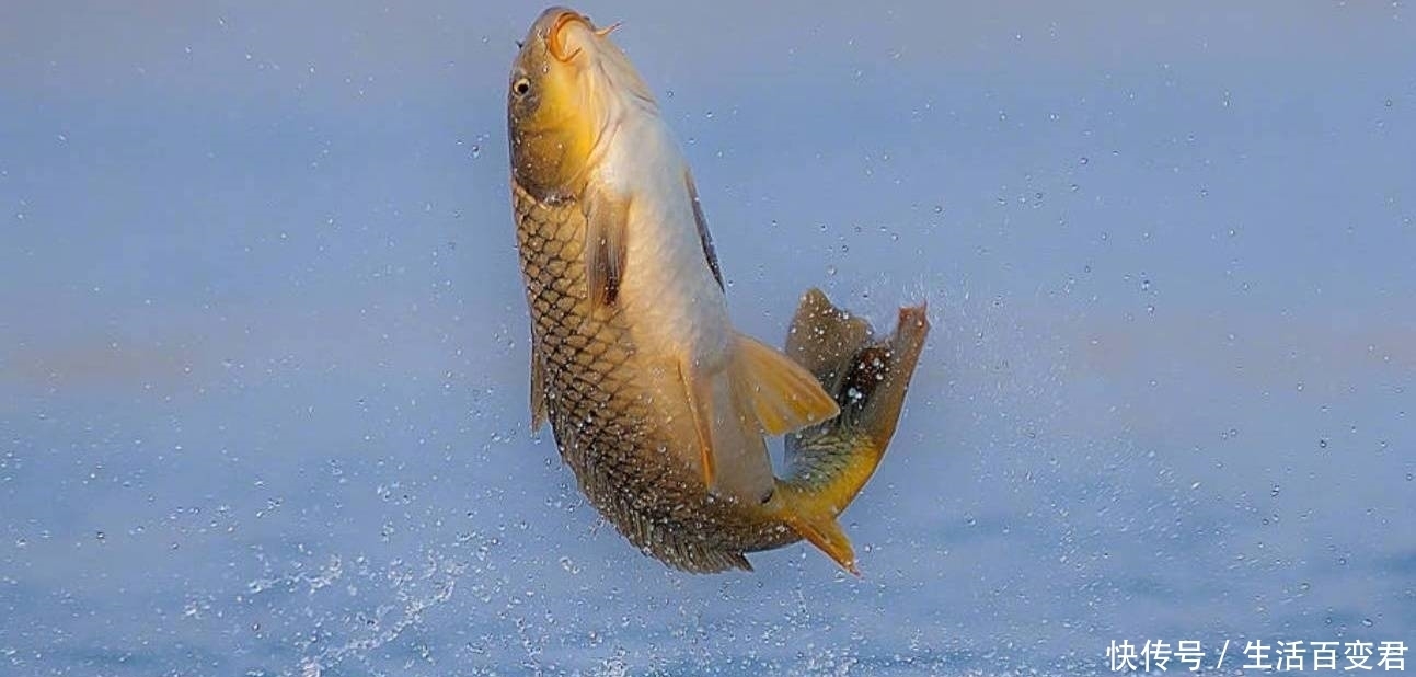 野钓如何快速的判断水域是否有鱼？掌握这七点能快速上手