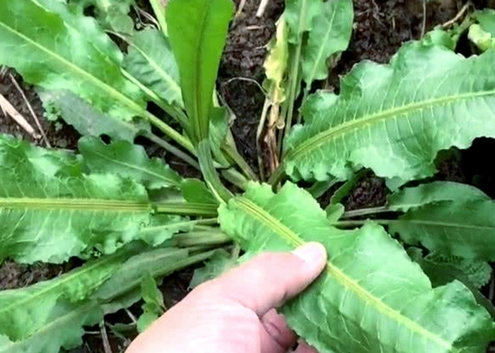 农村|农村随处可见的“牛舌头”,谁见谁厌烦,殊不知营养价值很高!