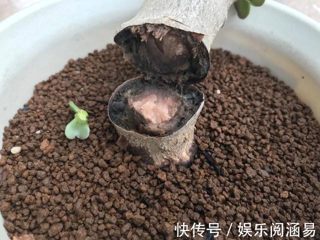 夏天|10种不能淋雨的花,淋完雨就死,盆栽养花注意事项