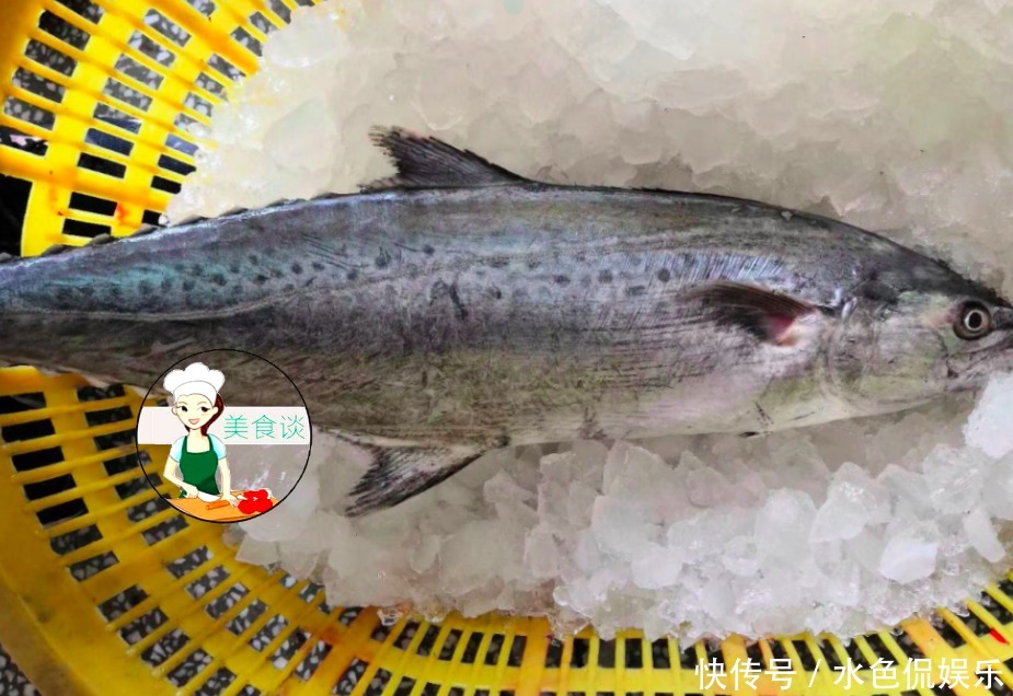 马鲛鱼|夏天吃鱼就该吃此鱼,目前无法人工养殖,肉厚刺少,煎着吃贼香