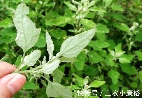 野草|过去是知名的害草,摇身一变成了”高钙菜“,现在城里一斤25元