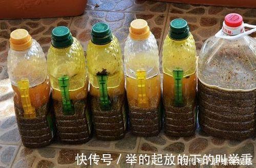 虎皮兰施什么肥2种东西丢盆里,一年不用施肥,叶厚油绿新芽多