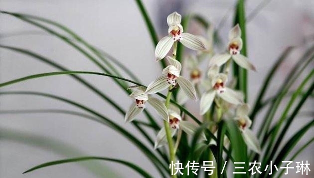 真菌|兰花病害防治: 兰花叶子发黑的三大原因以及处理方法